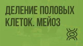 Деление половых клеток. Мейоз. Видеоурок по биологии 9 класс