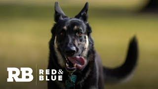 Biden's dogs, Champ and Major, arrive at the White House