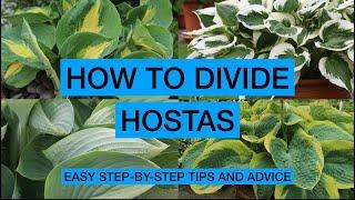 HOW TO DIVIDE HOSTAS – Easy Step-By-Step Tips & Advice
