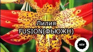 Лилия FUSION (ФЬЮЖН)