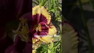 Hemerocallis Tiger blood @ Heemskerk Vasteplanten