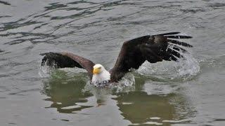 Bald Eagle Swimming