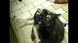 Funny Demon Cat