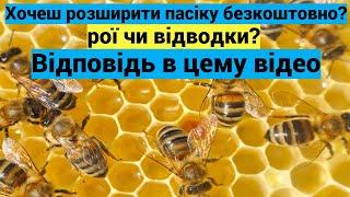 Розширення пасіки! Рій чи відводок! Розмноження пасіки безкоштовно і ефективно!