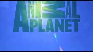 Animal Planet Ident First Exemplar