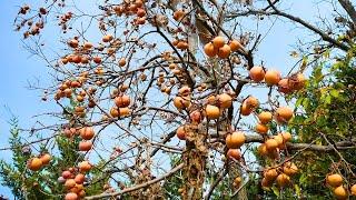 Why America’s Sweetest Native Fruit Isn’t Sold In Stores