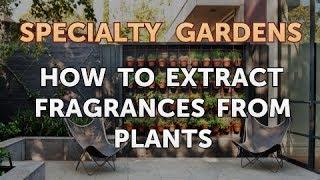 How to Extract Fragrances From Plants