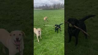Join us on our journey dog walking, building a business and helping hounds #dog #rescuedog #uk
