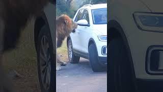 Lion charges scared tourist in car 