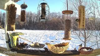 OnlyBirds: LIVE Bird Feeder Cam | UA | Ukrainian Polissia/Forest Steppe