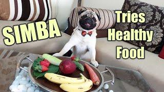 Food Tasting With Simba the Pug | Funny Sounds