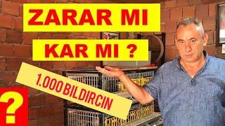 Bıldırcın Yetiştiriciliği | 1000 BILDIRCIN ÇİFLİĞİ