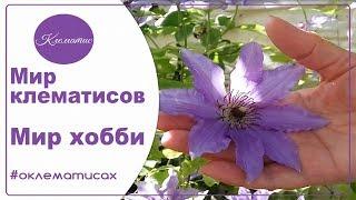  Мир восхитительных клематисов – мир хобби от Nina Petrusha channel Clematis TV