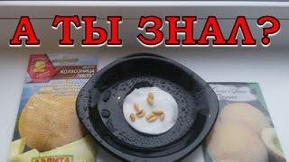 Выращиваем  ДЫНЮ через рассаду