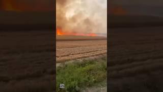 Fire in the cornfield #fire #cornfield #droughts