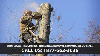 Tree Service Pleasant Run Ohio - 1877-662-3036 Trimming, Cutting, & Removal