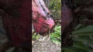 Veinte Cohol banana pup - latest addition Gilbert, Arizona fruit growing