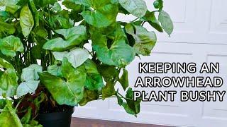 KEEPING AN ARROWHEAD PLANT BUSHY: WHAT TO DO WITH A LEGGY SYNGONIUM/JoyUsgarden