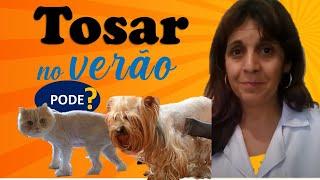 Tosar Cachorro e Gato no Verão Pode NÃO Ajudar a Refrescar