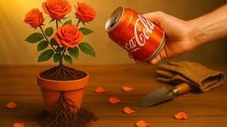 Just Coca! Red Roses Suddenly Grow 300% More Roots and Buds in Just 1 Night
