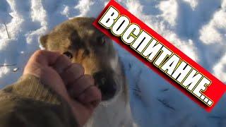 Лайки соловьева для Каюра или кобель, которого так не любит хозяин?