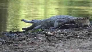 Swimming with Crocs, Fishing and 4x4 Driving in the Kimberly, Adventure Productions