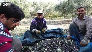 ÖĞRETMENLİKTEN ZEYTİN İŞÇİLİĞİNE OSMANİYE'DEN BİR KHK HİKAYESİ: SÜLEYMAN HOCANIN AYAKTA KALMA ÇABASI