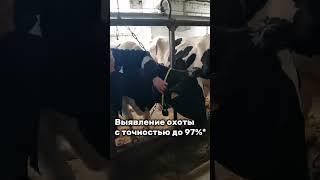 Как не пропускать охоту у коров