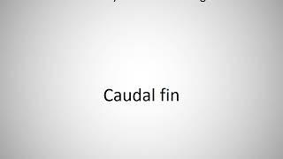 How to say Caudal fin in English?