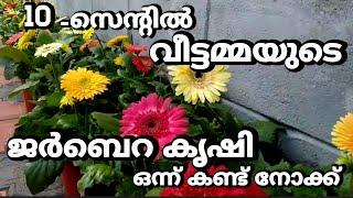 10സെന്റിൽ വീട്ടമ്മയുടെ ജർബെറ കൃഷി || Home Garden Tour || Jerbera Flowers || DreamZzz By Akku