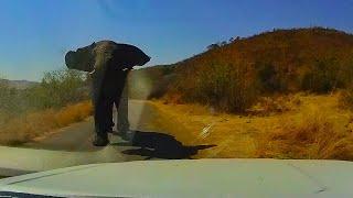 Scary elephant charge in Pilanesberg National Park