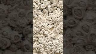So Many Barnacles!  #shorts #barnacles #sealife #seaanimals #ocean #viral #explore