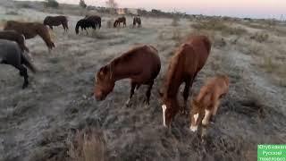 В самом начале была серьёзная ошибка.| Табунное коневодство