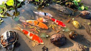 Catch Strange Ornamental Fish In Tiny Pond, koi, Turtle, Pufferfish, Mosaic Guppies, Pencil fish