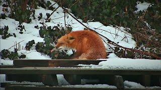 Backyard Fox Yoga (Waking Up)  #redfox, #nature, #animals, #UrbanAnimals, #Yoga, #Wildlife