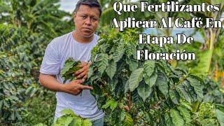 Qué  Fertilizantes Aplicar Al Café En Etapa De Floración