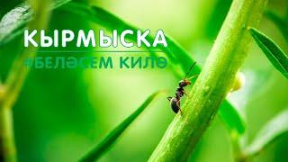 БЕЛӘСЕМ КИЛӘ: кырмыска / муравей / Познавательное видео для детей