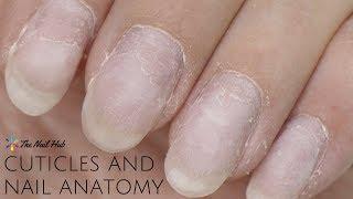 Cuticles & Nail Anatomy