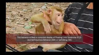 Floating Limb Syndrome in non human primates