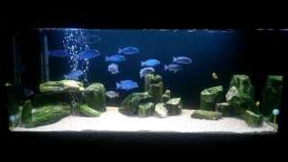 Malawi Lake Blue Dolphin Tank