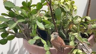 Highlight 55:45 - 1:00:44 from MRS. G  ADVENTURES WREN IS NESTING IN MY PLANT PoT #wren #birds