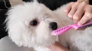 Puppy Ate My Brush, Then Tries to Make Peace