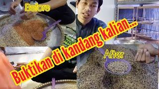 Virall!!!.. Pakan Racikan Kenari Anti Ribet