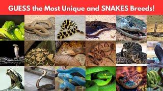 Guess the snakes names | rarest snakes | snakes names #video #snake