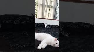 #Armani #cat #cute#viral #Naila's vlogs