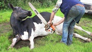 Ultimate Farming Adventure Chainsaw Tree Cutting Cow Milking & More!