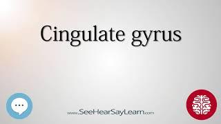 Cingulate gyrus   Anatomy of the Brain   SeeHearSayLearn 