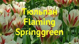 Тюльпан обыкновенный Фламинг Спрингрин. Краткий обзор, описание tulipa Flaming Springgreen