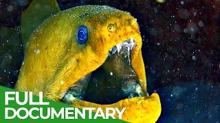 Underwater Predators | Race of Life | Episode 10 | Free Documentary Nature