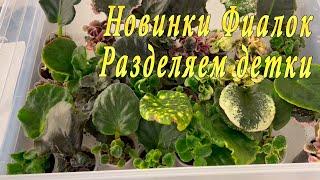 Новинки фиалок. Разделяем детки
